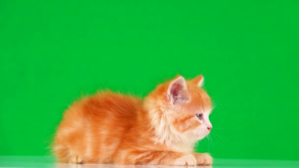 Gatinho Laranja Olha Direções Diferentes Uma Tela Verde — Vídeo de Stock