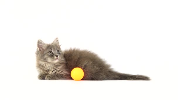 Kitten Speelt Met Een Bal Voor Kittens Een Wit Scherm — Stockvideo