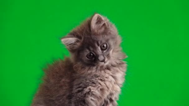 Szary Kotek Wygląda Różnych Kierunkach Zielonym Ekranie — Wideo stockowe