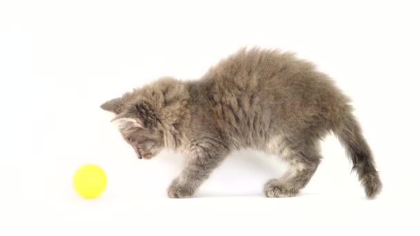 Kedi Yavrusu Beyaz Ekranda Kedi Yavruları Için Bir Top Ile — Stok video