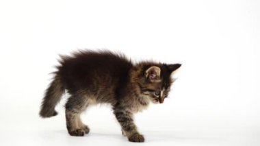 kedi yavrusu beyaz ekranda oynuyor