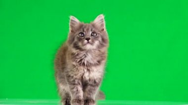 gri kedi yavrusu yeşil ekranda farklı yönlere bakar