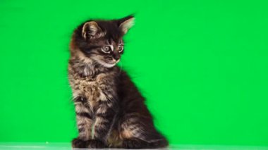 gri kedi yavrusu yeşil ekranda farklı yönlere bakar