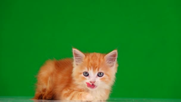 Orange Kitten Looks Different Directions Green Screen — Stock Video