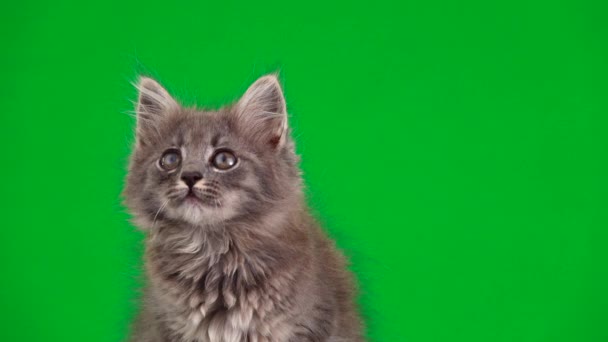 Gray Kitten Looks Different Directions Green Screen — Stock Video