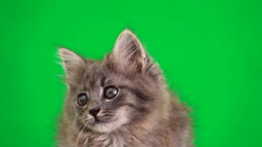 gri kedi yavrusu yeşil ekranda farklı yönlere bakar