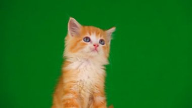 turuncu kedi yavrusu yeşil ekranda farklı yönlere bakar