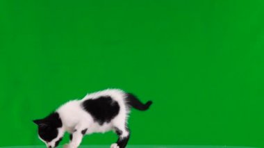 siyah noktalar ile beyaz kedi yavrusu yeşil bir ekranda hareket eder, ses 