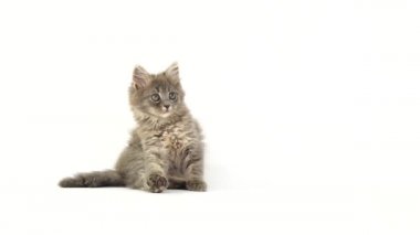 kedi yavrusu beyaz ekranda oynuyor