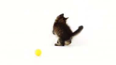 kedi yavrusu beyaz ekranda kedi yavruları için bir top ile oynar