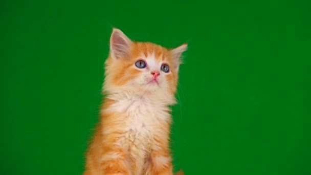 Gatito Naranja Mira Diferentes Direcciones Una Pantalla Verde — Vídeos de Stock