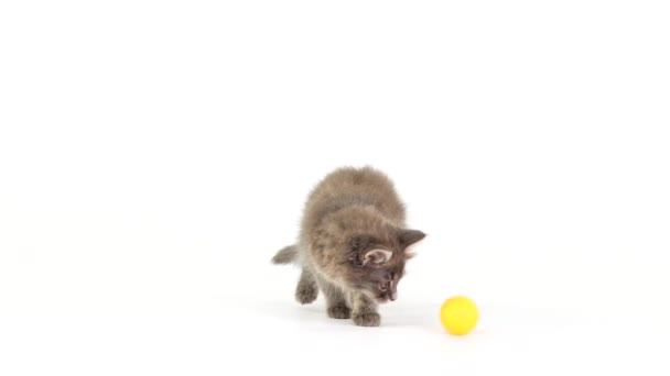 Kätzchen Spielt Auf Einer Weißen Leinwand — Stockvideo