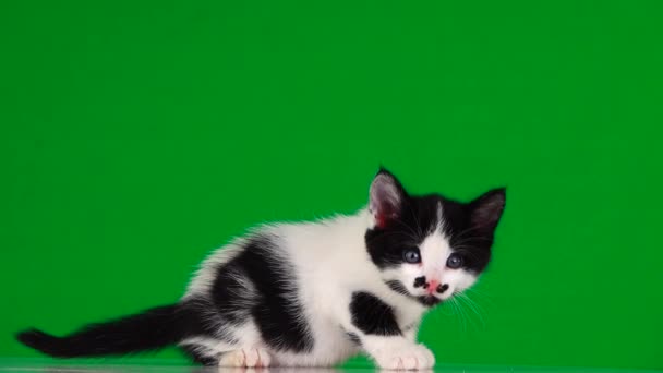 Gatito Blanco Con Manchas Negras Mueve Una Pantalla Verde — Vídeos de Stock