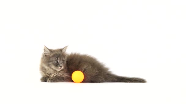 Gatito Juega Con Una Pelota Para Gatitos Una Pantalla Blanca — Vídeos de Stock