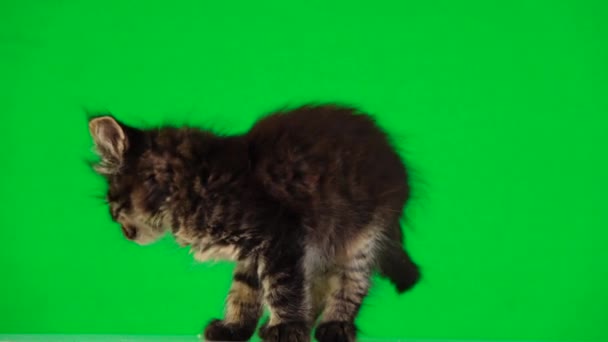 灰色の子猫は 緑色の画面上で異なる方向に見えます — ストック動画