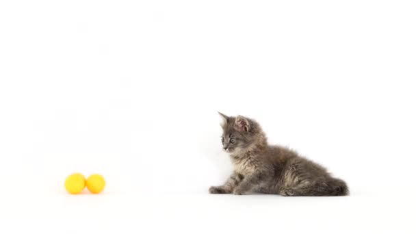 Kitten Plays Ball Kittens White Screen — Stock Video
