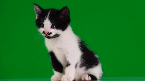 Bílé Kotě Černými Skvrnami Pohybuje Zelené Obrazovce Zvuk — Stock video