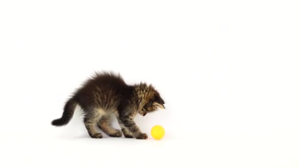 Kitten Speelt Met Een Bal Voor Kittens Een Wit Scherm — Stockvideo