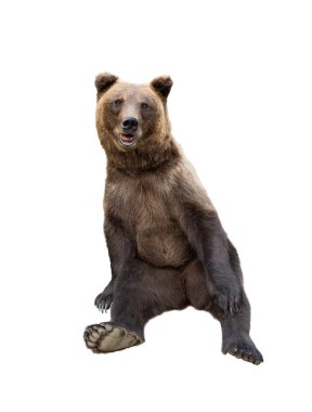 Beyaz arka planda kahverengi ayı