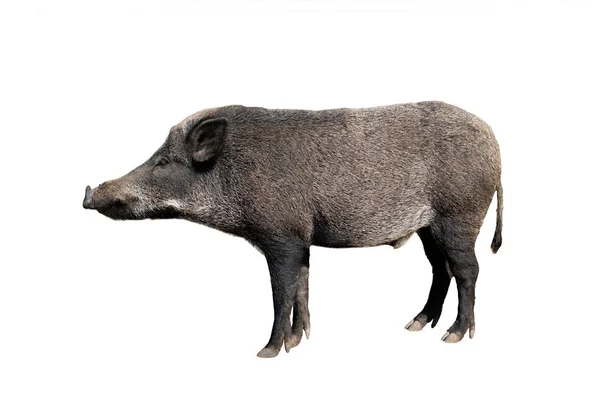 Beyaz izole yaban domuzu — Stok fotoğraf