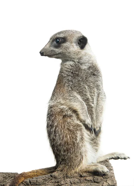 Meerkat geïsoleerd op een witte achtergrond — Stockfoto