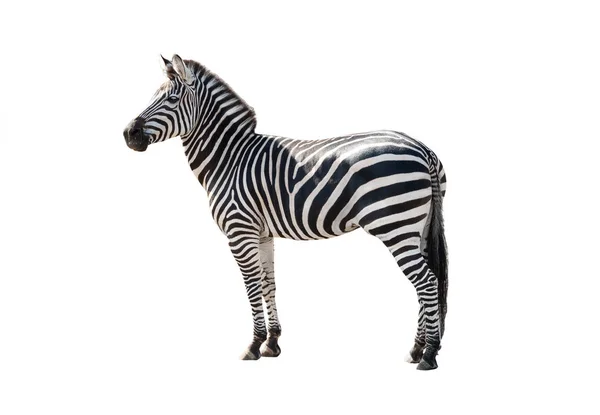 Zebra isolata su bianco — Foto Stock