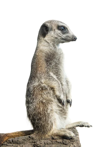 Meerkat isolerad på en vit bakgrund — Stockfoto