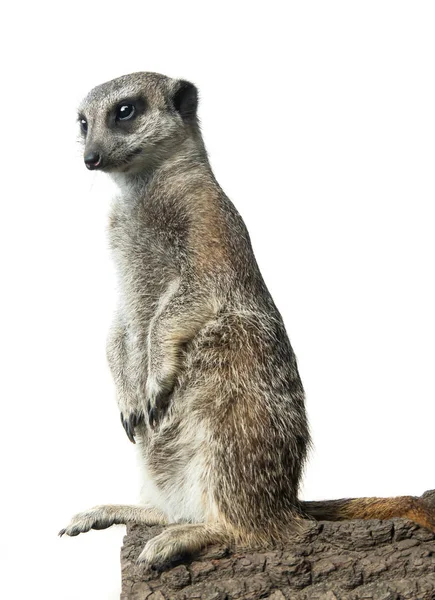 Meerkat isolé sur un fond blanc — Photo