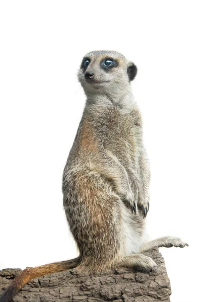 Meerkat isolated on a white background — Stock Photo, Image