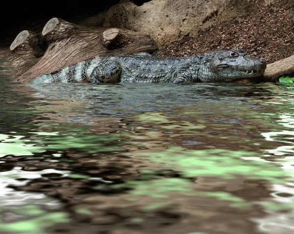 Crocodile descend dans l'eau — Photo