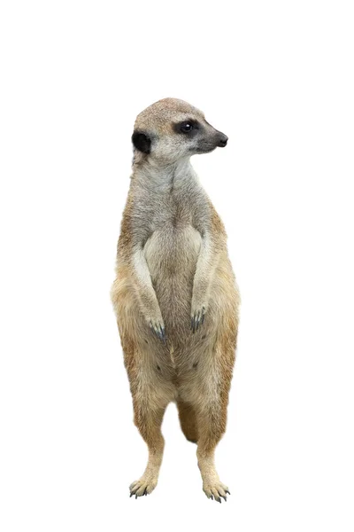 Meerkat isolado em um fundo branco — Fotografia de Stock