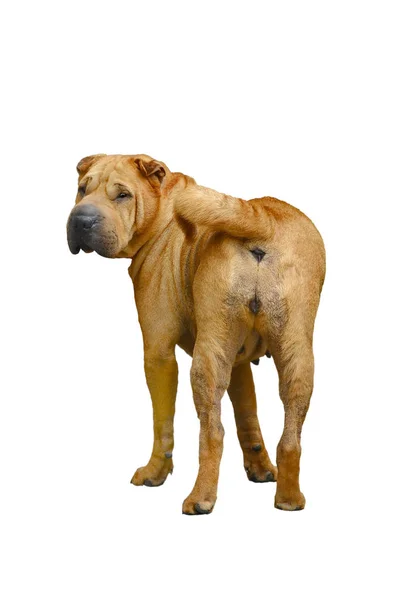 Sharpei isolado em um branco — Fotografia de Stock