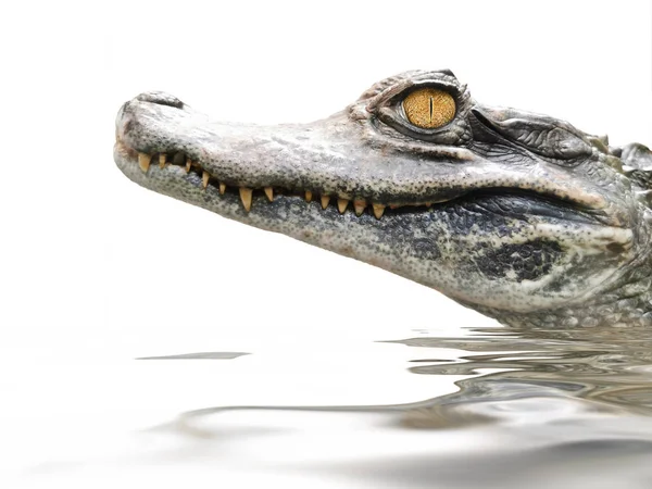 Krokodil portré izolált fehér — Stock Fotó