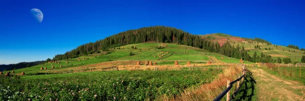 Panoramablick auf den Nadelwald — Stockfoto