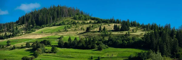 Kozalaklı ormanın ve tepenin panoramik manzarası — Stok fotoğraf