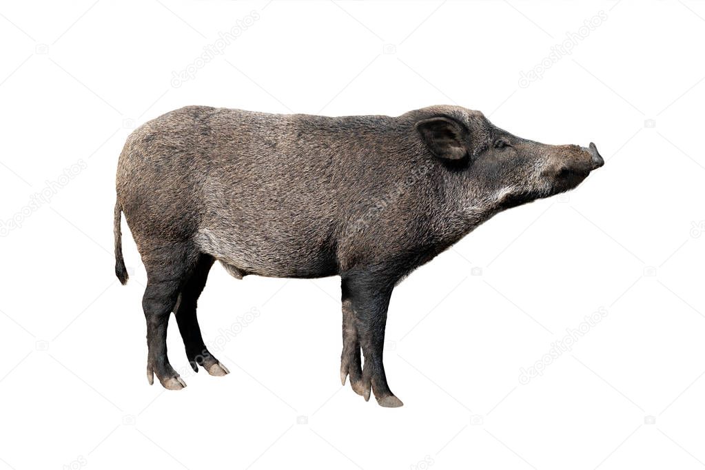 wild boar isolated on white