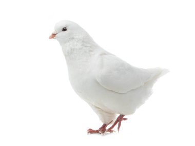 güvercin beyaz bir izole gider 