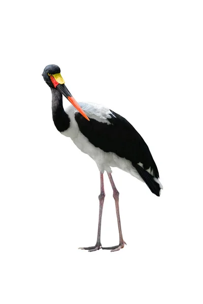 Stork Stork siodełko na białym tle — Zdjęcie stockowe