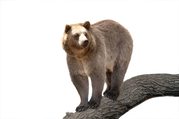 Brun björn isolerad på vit — Stockfoto