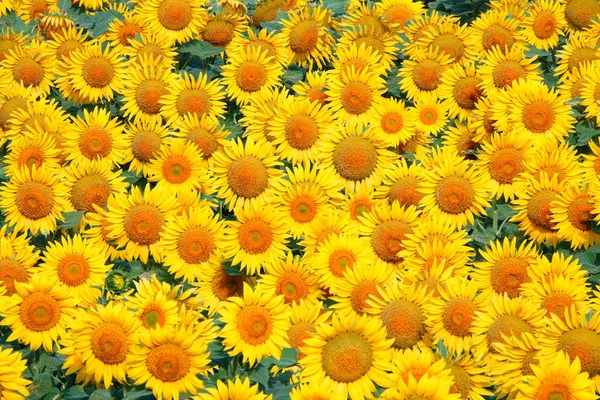 Sunflower flowers on a field — Stock Photo, Image