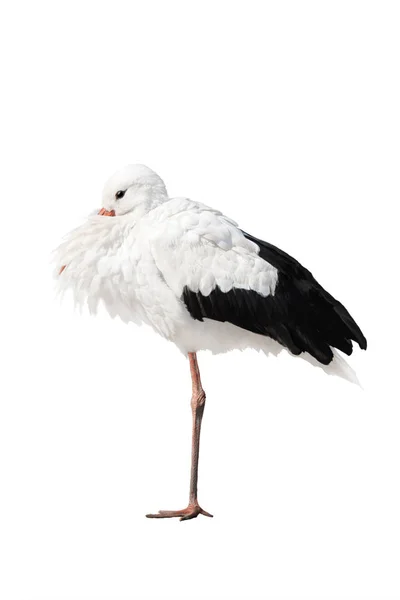 Storch steht isoliert auf einem Bein — Stockfoto