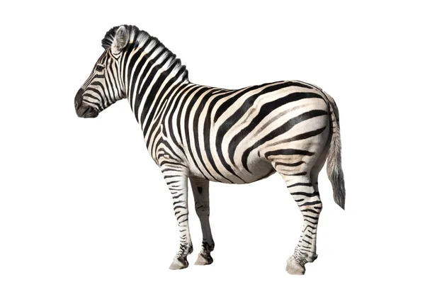 Zebra elszigetelt fehér — Stock Fotó