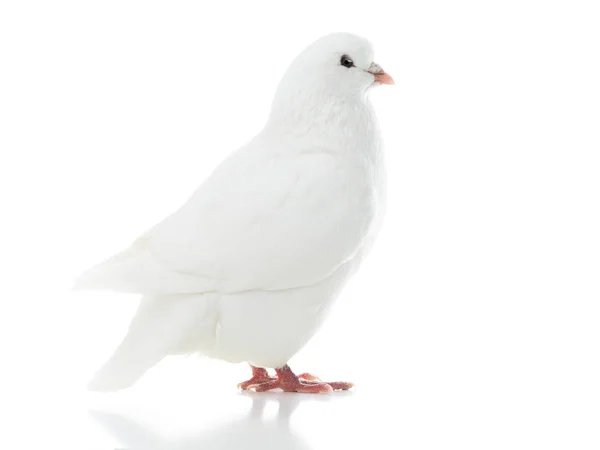 Dove gaat geïsoleerd op een witte — Stockfoto