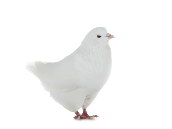 Dove gaat geïsoleerd op een witte — Stockfoto