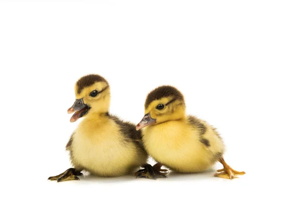 Dos patos jóvenes aislados — Foto de Stock