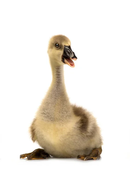 Junge Gans isoliert auf weiß — Stockfoto