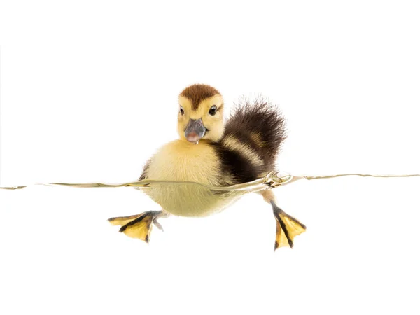 Küçük ördek yavrusu su üzerinde yüzer — Stok fotoğraf
