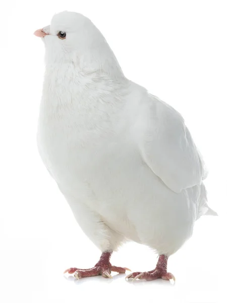 Dove gaat geïsoleerd op een witte — Stockfoto