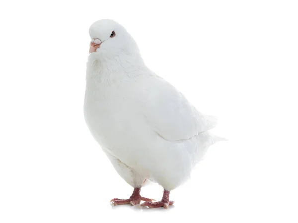 Biały gołąb na białym tle — Zdjęcie stockowe