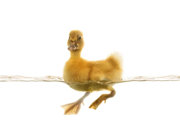 Little duckling floats on water — Stock Photo, Image